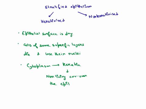 description-suggested-slide-scanninglowand-high-powers-vagina-esophagus-stomach-junction-description-lingual-gland-elastic-cartilage-suggestions-low-and-high-powers-lingual-gland-submandibul-57844