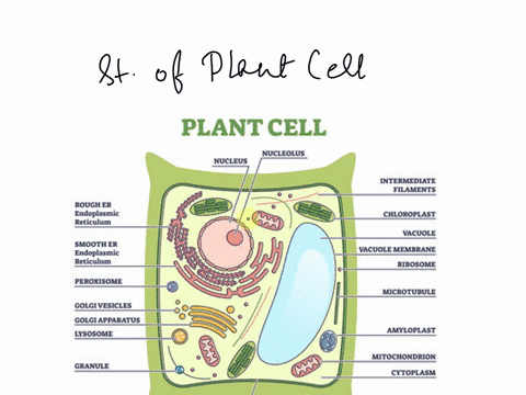 1-draw-and-label-a-diagram-of-plant-cell-04063