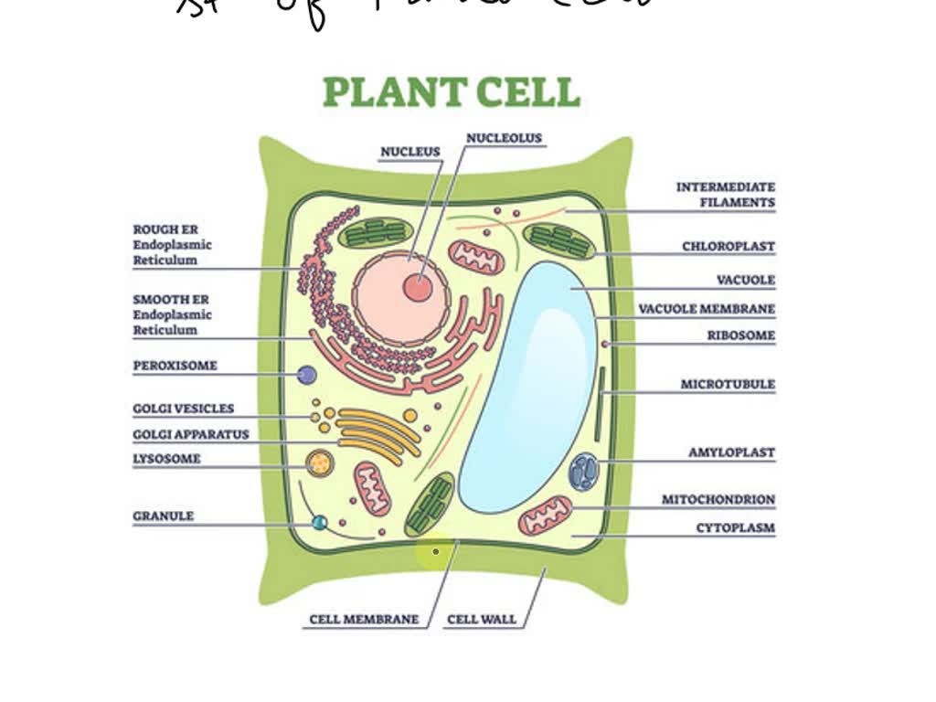 SOLVED 1 Draw And Label A Diagram Of Plant Cell 