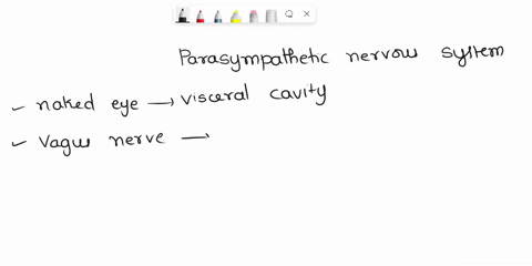 the-parasympathetic-nervous-system-is-discrete-and-visible-to-the-naked-eye-in-the-visceral-cavity-otrue-ofalse-53613