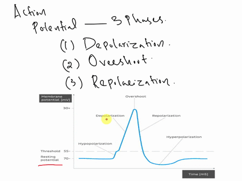 draw-and-label-the-action-potential-indicate-steps-1-7-at-each-point-of-the-action-potential-then-tell-me-what-happens-at-each-point-tell-me-why-it-is-important-to-know-the-steps-of-the-acti-40132
