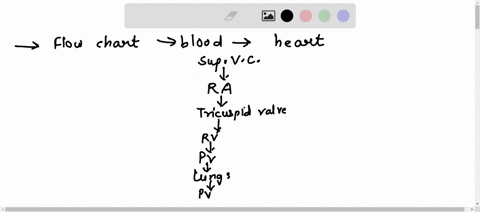 can-someone-please-identify-the-flow-chart-of-blood-through-the-heart-can-you-name-specific-veins-and-arteries-because-i-am-confused-on-which-pulmonary-vein-blood-goes-through-07005