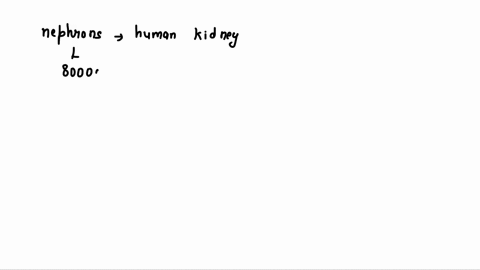 the-average-person-has-approximately-__________-nephrons-per-kidney-21324