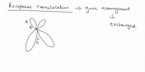 an-individual-heterozygous-for-a-reciprocal-translocation-possesses-the-following-chromosomes-a-b-c-d-e-f-g-a-b-c-d-v-w-x-r-s-t-u-e-f-g-r-s-t-u-v-w-x-q-draw-the-pairing-arrangement-of-these-57412
