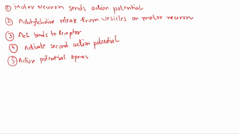match-the-following-steps-of-muscle-contraction-with-their-proper-sequence-starting-with-1-being-the-first-event-to-occur-2-being-the-second-event-to-occur-etc-a-action-potential-arrives-at-04104