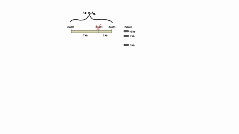 the-diagram-below-shows-10-kb-fragment-of-the-human-genome-that-carries-the-gene-that-causes-cystic-fibrosis-the-normal-allele-c-contains-all-three-ecor1-restriction-sites_-the-cystic-fibros-09065