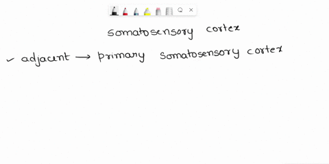 1-which-of-the-following-statements-about-the-somatosensory-cortex-is-false-a-areas-that-appear-larger-within-the-cortex-have-greater-sensitivity-b-adjacent-regions-of-the-body-tend-to-also-81772