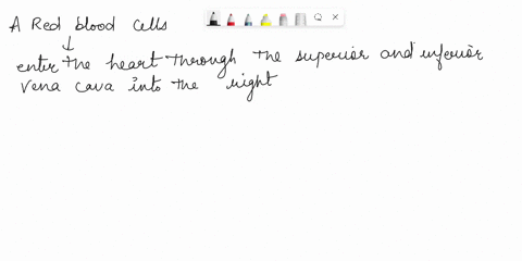 identify-or-trace-the-path-of-a-red-blood-cell-through-all-anatomicalstructural-areas-of-the-heart-identify-and-briefly-describe-the-components-of-the-intrinsic-conduction-system-in-the-tran-18172