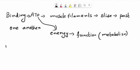 the-binding-of-atp-allows-the-muscle-filaments-to-slide-past-one-another-true-or-false-true-false-60409