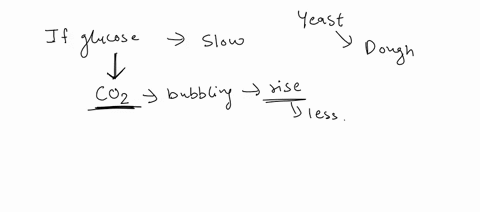 lab-report-12-metabolism-part-i-glucose-metabollsm-ia-yeast-are-living-organisms-ihal-can-survive-in-dormant-state-for-many-months-such-as-in-ihe-packet-of-yeast-irom-grocery-store-for-yeast-97812