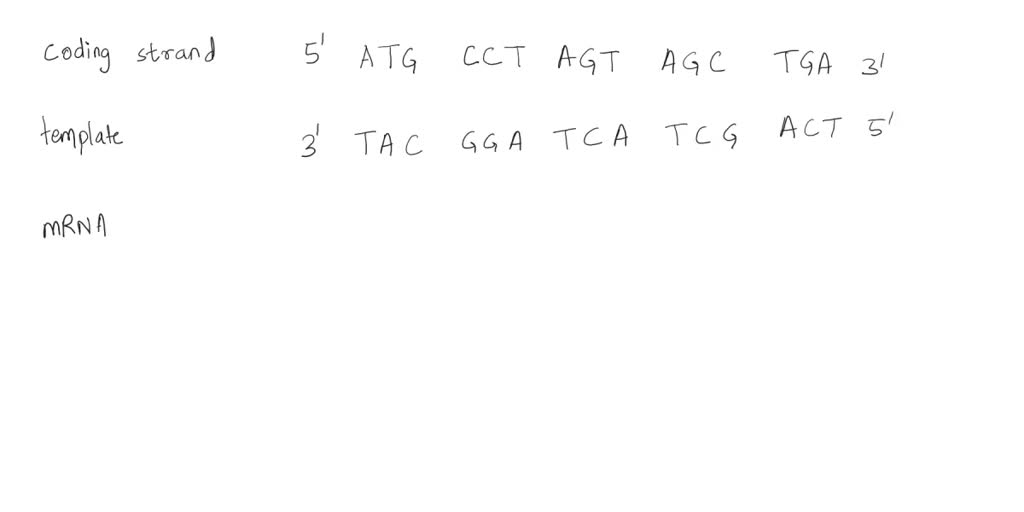 SOLVED: Coding Strand: 5' ATGCCTAGTAGCTGA 3' Template DNA strand: 3 ...