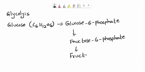 when-glucose-enters-glycolysis-is-converted-into-acetyl-coa-binds-toloxaloacetic-acid-and-forms-citric-acid-is-oxidized-t0-two-pyruvate-molecules-ifolms-the-coenzyme-nad-82834