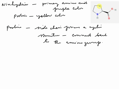 5-ninhydrin-reacts-with-primary-amino-acids-t0-give-purple-colored-spots-making-them-visible-on-the-chromatography-paper-however-when-it-comes-in-contact-with-the-amino-acid-proline-it-gives-79358
