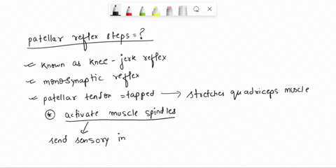 question-8-2pts-put-the-steps-of-the-patellar-reflex-in-order-1-vchoose-motor-signal-travels-to-quadriceps-muscle-signal-is-sent-up-primary-sensory-neuron-to-spinal-cord-sensory-neuron-stimu-21086