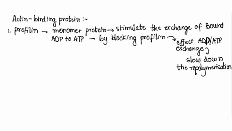 although-purified-actin-can-assemble-reversibly-in-vitro-various-actin-binding-proteins-regulate-t-2-68098