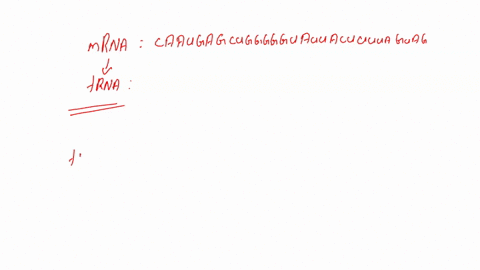 question-2-for-the-following-mrna-sequence-write-the-trna-anti-codon-sequence-that-would-pair-with-these-mrna-codons-assume-transcription-and-translation-occur-from-left-to-right-and-dontt-f-59205