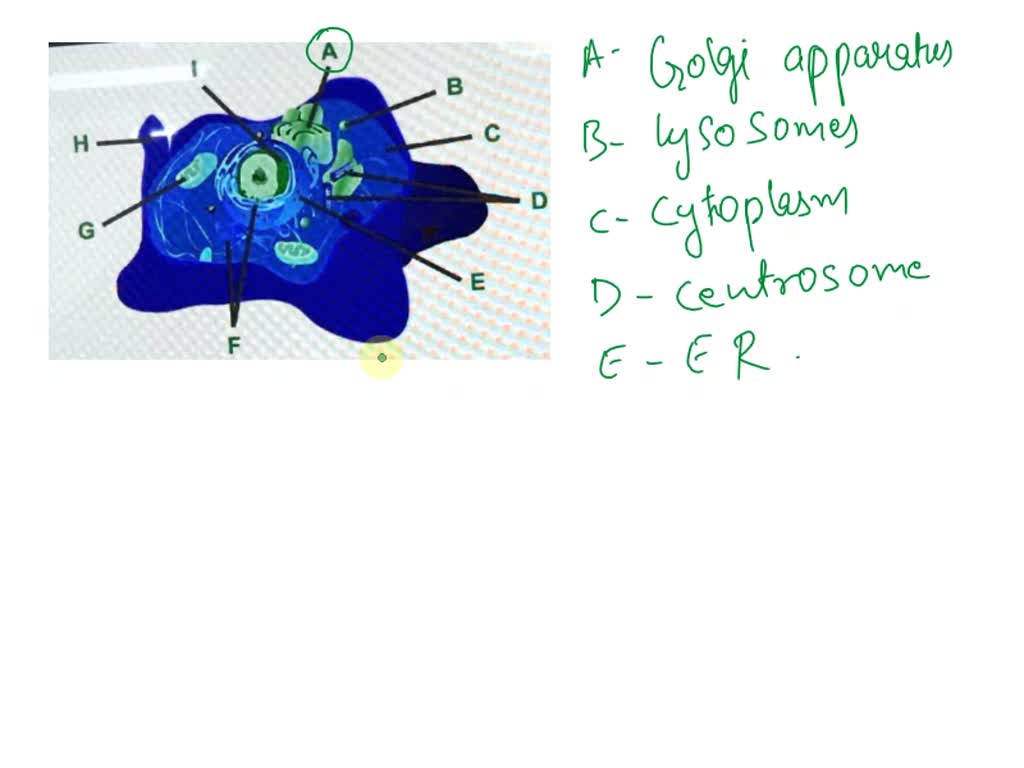 SOLVED: 'Consider this animal cell. Which organelles are labeled g are