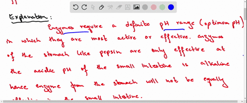 will-an-enzyme-from-the-stomach-be-equally-effective-in-the-small-intestine-briefly-explain-your-answer-11378