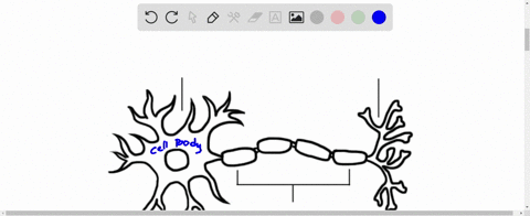 which-of-the-following-neuron-structure-function-parings-is-incorrect-cell-body-contains-cell-nucleus-axon-transmits-signals-to-neighboring-cells-axon-extension-of-cell-body-dendrite-possess-11942