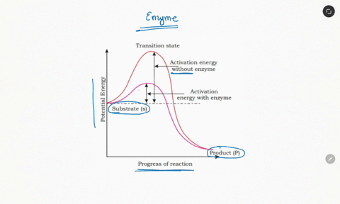 stion-26-enzymes-type-of-which-function-to-aeered-select-one-carbohydrate-build-strength-ba-cell-repair-tissue-gland-form-hormones-protein-speed-up-chemical-reactions-out-of-leg-question-14548