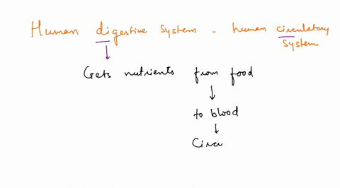 in-what-way-does-the-human-digestive-system-primarily-interact-with-the-human-circulatory-system-a-the-digestive-system-breaks-food-down-into-nutrients-that-can-be-distributed-to-the-body-th-23246