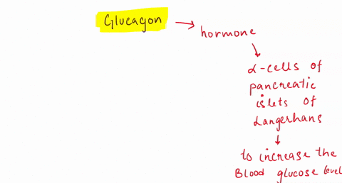 glucagon-helps-regulate-blood-glucose-levels-by-a-variety-of-cellular-responses-initiated-through-a-gpcr-pathway-which-of-the-following-would-be-a-result-of-glucagon-signaling-select-all-tha-68405