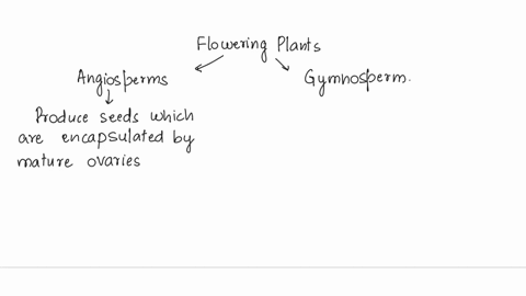 which-is-the-name-of-the-group-of-spermatophytes-that-are-cone-bearing-plants-a-lycophytes-b-bryophytes-c-gymnosperms-dangiosperms-51588