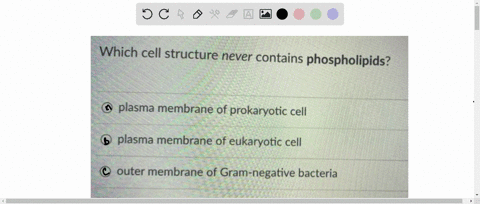 which-cell-structure-never-contains-phospholipids-plasma-membrane-of-prokaryotic-cell-plasma-membrane-of-eukaryotic-cell-outer-membrane-of-gram-negative-bacteria-bacterial-flagellum-prokaryo-66048