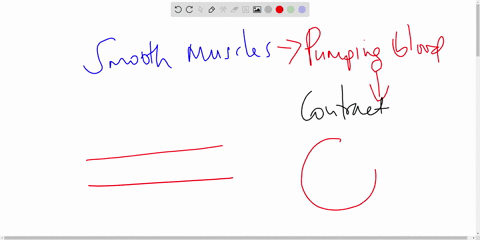 question-30-1-pts-which-type-or-types-of-blood-vessel-has-smooth-muscle-in-its-wall-choose-all-correct-answers-arteries-arterioles-capillaries-venules-veins-57625