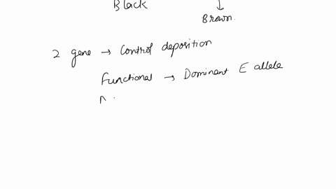 in-labrador-retrievers-fur-color-is-controlled-by-two-genes-one-gene-controls-pigment-production-with-the-dominant-b-allele-producing-a-black-pigmentation-and-the-recessive-b-allele-a-brown-02431