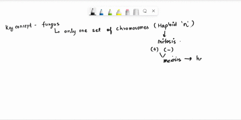 fungus-rhizopus-oligosporus-ihaploid-organism-fern-humala-tyerrriaria-diplaid-sporophyte-african-fish-eagle-haliaeetus-vocifer-diploid-organism-cametes-male-n-female-n-mature-organism-gameto-10049