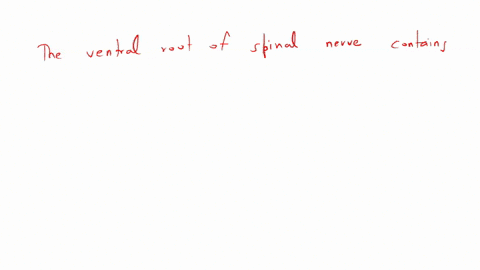 the-ventral-root-of-a-spinal-nerve-contains