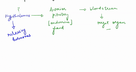 question-22-2-points-what-controls-the-release-of-hormones-from-the-anterior-pituitary-hormones-released-from-the-hypothalamus-second-messengers-the-posterior-pituitary-beta-cells-from-the-p-34058