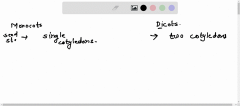 name-3-differences-between-monocots-and-dicots-and-give-an-example-of-each-00497