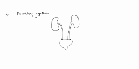 what-are-the-structures-of-the-excretory-system-in-order-in-the-role-of-producing-and-eliminating-urine-37739
