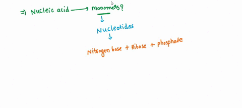the-repeating-monomers-that-form-a-nucleic-acid-a-fatty-acids-b-nucleotides-c-monosaccharides-d-amino-acids-70777