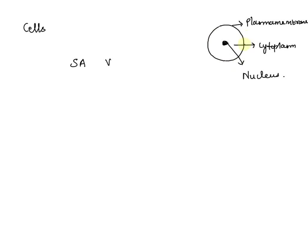 What Does The Surface Area Represent In A Cell