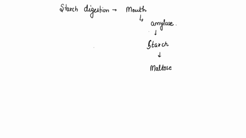 starch-digestion-is-complete-by-the-time-the-food-reaches-the-small-intestine-true-or-false-62502