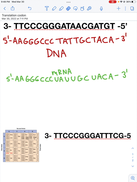 refer-the-following-template-dna-strand-to-answer-the-following-questions-3ttcccgggataacgatgt-5-what-would-be-the-sequence-of-the-complimentary-dna-strand-that-would-bind-to-this-strand-of-d-26219