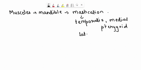 the-muscle-that-has-the-best-capability-to-slide-the-mandible-forward-relative-to-the-skull-is-the-a-digastric-muscle-anterior-belly-b-temporalis-muscle-c-external-pterygoid-muscle-d-interna-14568