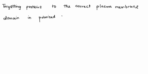 why-is-it-important-to-target-proteins-to-the-correct-plasma-membrane-domain-in-polarized-cells-85108