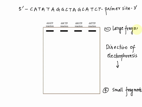 10-points-suppose-you-want-to-sequence-the-following-dna-fragment-5-catataggctagcatct-primer-site-3-you-carry-out-the-4-dideoxy-sequencing-reactions-and-separate-the-products-of-those-reacti-78482