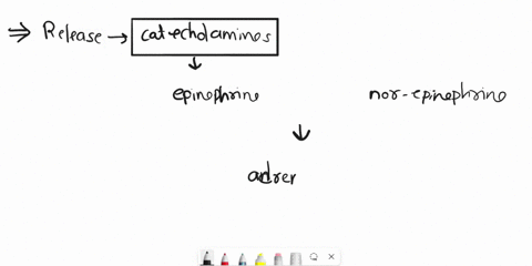 1-describe-the-effects-of-adrenergic-stimulation-on-different-organs-and-identify-the-types-of-adrenergic-receptors-involved-34417