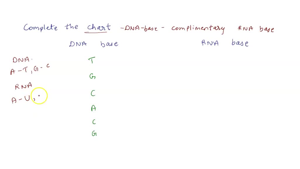 SOLVED DNA Base RNA Base Complete the following chart by matching the