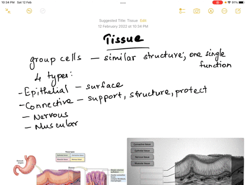label-the-tissues-found-in-the-stomach-with-the-items-provided-terms-will-be-used-more-than-once-connective-tissue-epithelial-tissue-nervous-tissue-muscular-tissue-69329