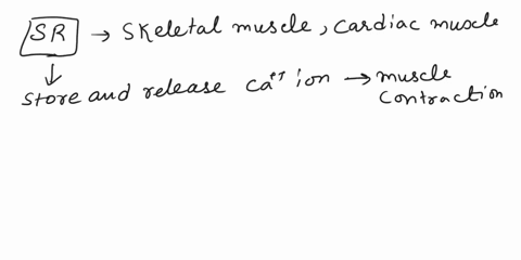 which-of-the-following-is-true-about-skeletal-muscle-a-in-the-muscle-fibre-actin-is-the-thick-filament-b-the-sarcoplasmic-reticulum-regulates-the-level-of-ca-2-within-a-muscle-cell-c-unlike-07252
