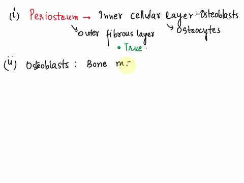 a-true-statement-2-circumferential-lamellae-are-located-between-osteons-spongy-bone-houses-red-and-yellow-bone-marrow-compact-bone-is-composed-of-spicules-called-trabeculae-compact-bone-is-t-49987