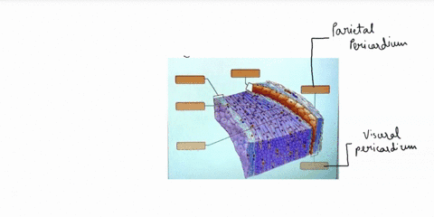 art-labeling-activity-intermal-anatomy-of-the-heart-heart-wall-and-the-pericardium-part-drag-the-labels-to-the-approprizte-location-in-the-figure-43488
