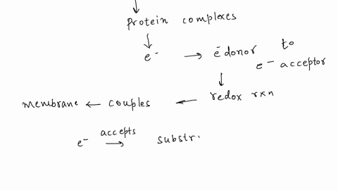 four-electron-carriers-a-b-c-and-d-whose-reduced-and-oxidized-forms-can-be-distinguished-spectrophotometrically-are-required-for-respiration-in-a-bacterial-electron-transport-system-in-the-p-33788