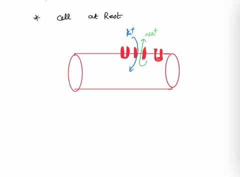 describe-the-development-of-the-resting-membrane-potential-in-cells-how-is-it-established-velopment-of-the-resting-membrane-potential-in-cells-how-is-it-established-74988
